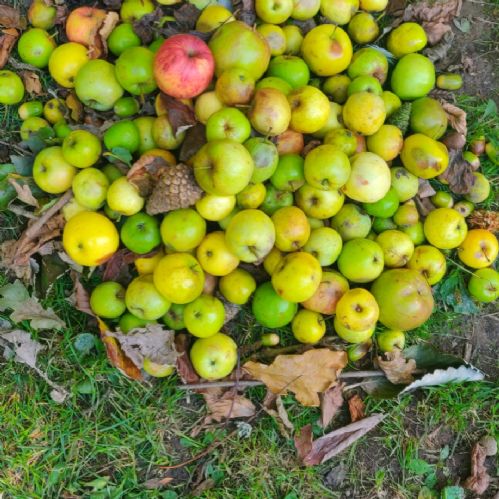 Science Longitudinal Study - Year 1 Autumn
