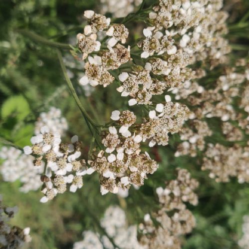 Science Longitudinal Study - Year 3 Autumn