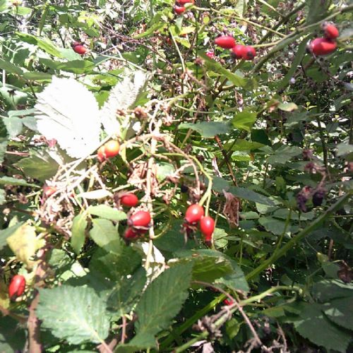 Science Longitudinal Study - Year 4 Autumn