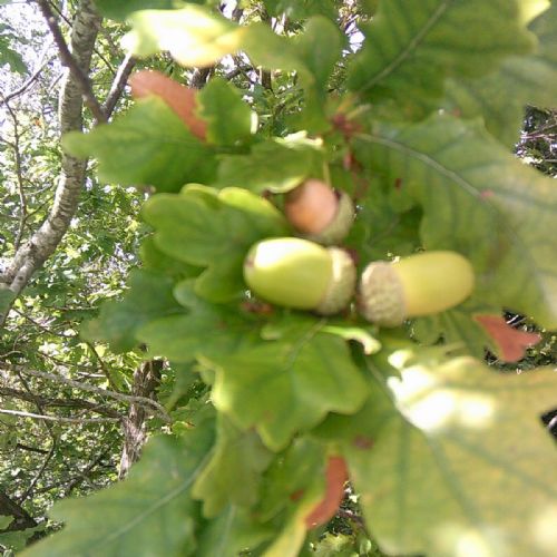 Science Longitudinal Study - Year 5 Autumn